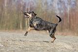 CATAHOULA 005